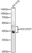 Anti-TCF1/TCF7 Antibody, clone 4K0X6, Rabbit Monoclonal