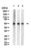 Anti-PLK1 Antibody, clone 1F2 ZooMAb® Rabbit Monoclonal recombinant, expressed in HEK 293 cells