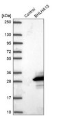 Anti-BHLHA15 antibody produced in rabbit Prestige Antibodies® Powered by Atlas Antibodies, affinity isolated antibody, buffered aqueous glycerol solution