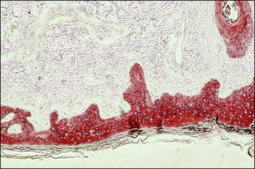 Anti-Cytokeratin, pan antibody, Mouse monoclonal clone PCK-26, purified from hybridoma cell culture
