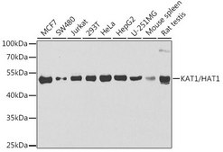 Anti-KAT1/HAT1 antibody produced in rabbit