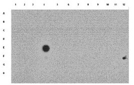 抗乙酰基化组蛋白H3（Lys9）抗体 from rabbit, purified by affinity chromatography