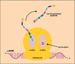Puromycin dihydrochloride from Streptomyces alboniger powder, BioReagent, suitable for cell culture