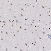 Anti-ACTL6B antibody produced in rabbit Prestige Antibodies® Powered by Atlas Antibodies, affinity isolated antibody, buffered aqueous glycerol solution