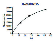 HDAC6 H216A human recombinant, expressed in baculovirus infected Sf9 cells, ≥75% (SDS-PAGE)