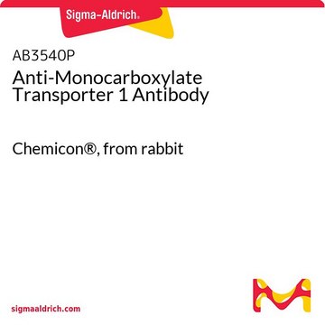 Anti-Monocarboxylate Transporter 1 Antibody Chemicon®, from rabbit