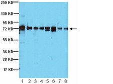 Anti-Notch 2 Antibody, NT serum, from rabbit