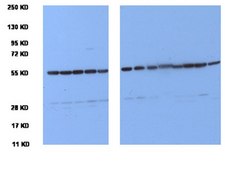 Anti-Tubulin Antibody, clone YL1/2 clone YL1/2, Chemicon®, from rat