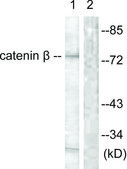 Anti-Catenin-β antibody produced in rabbit affinity isolated antibody