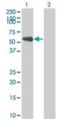 Monoclonal Anti-FYN antibody produced in mouse clone 3G11-F9, purified immunoglobulin, buffered aqueous solution