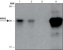 Anti-KRAS antibody, Mouse monoclonal clone KRAS-A582, purified from hybridoma cell culture