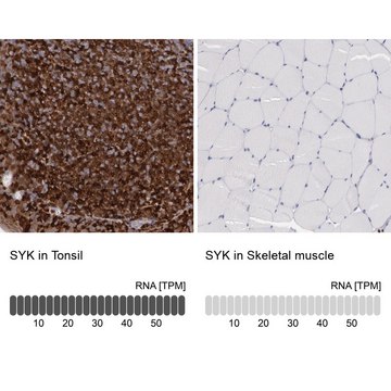 Anti-SYK antibody produced in rabbit Prestige Antibodies® Powered by Atlas Antibodies, affinity isolated antibody, buffered aqueous glycerol solution