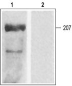 Anti-Calcium Channel (Cardiac α1C Subunit) (L-type of Voltage-gated Ca2+ Channel) antibody produced in rabbit affinity isolated antibody, lyophilized powder