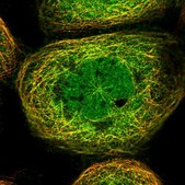 Anti-HOXC8 antibody produced in rabbit Prestige Antibodies® Powered by Atlas Antibodies, affinity isolated antibody, buffered aqueous glycerol solution