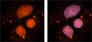 Anti-ACTB affinity isolated antibody