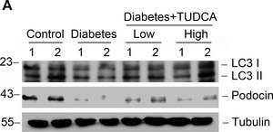 Anti-α-Tubulin antibody, Mouse monoclonal clone B-5-1-2, purified from hybridoma cell culture