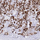 Anti-AQP4 antibody produced in rabbit affinity isolated antibody, Prestige Antibodies® Powered by Atlas Antibodies, buffered aqueous glycerol solution