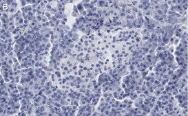 Anti-Somatostatin-28 Antibody, clone 2B19 ZooMAb® Rabbit Monoclonal recombinant, expressed in HEK 293 cells