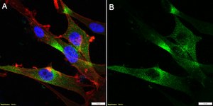 Anti-Neurexin-1-β Antibody, clone 1F14 ZooMAb® Rabbit Monoclonal recombinant, expressed in HEK 293 cells
