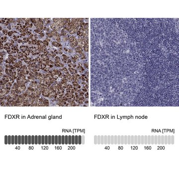 Anti-FDXR antibody produced in rabbit Prestige Antibodies® Powered by Atlas Antibodies, affinity isolated antibody, buffered aqueous glycerol solution