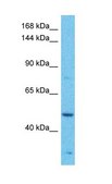 Anti-MAP3K1 antibody produced in rabbit affinity isolated antibody