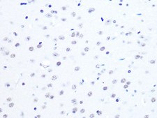 Anti-ASH2L antibody produced in rabbit