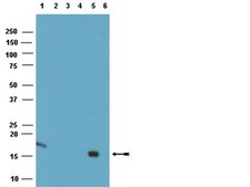 Anti-Histone H3 Antibody, (Unmodified Lys4), clone CMA301 clone CMA301, from mouse, purified by affinity chromatography