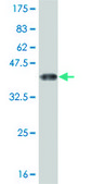 Monoclonal Anti-NR1H4 antibody produced in mouse clone 1G11, purified immunoglobulin, buffered aqueous solution