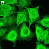 Anti-Puromycin Antibody, clone 12D10 ZooMAb® Mouse Monoclonal recombinant, expressed in HEK 293 cells