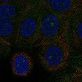 Anti-GRINA antibody produced in rabbit Prestige Antibodies® Powered by Atlas Antibodies, affinity isolated antibody, buffered aqueous glycerol solution