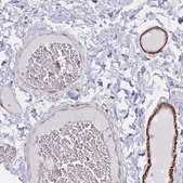Anti-EPX antibody produced in rabbit Prestige Antibodies® Powered by Atlas Antibodies, affinity isolated antibody, buffered aqueous glycerol solution