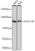 Anti-Cullin 4A antibody produced in rabbit