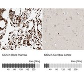Anti-GCA antibody produced in rabbit Prestige Antibodies® Powered by Atlas Antibodies, affinity isolated antibody, buffered aqueous glycerol solution