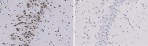 Anti-NeuN Antibody, clone A60 ZooMAb® Mouse Monoclonal recombinant, expressed in HEK 293 cells