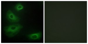 Anti-5-HT-1B antibody produced in rabbit affinity isolated antibody