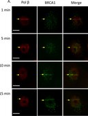 抗-BRCA1（Ab-1）小鼠mAb（MS110） liquid, clone MS110, Calbiochem®