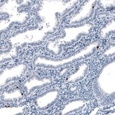 Monoclonal Anti-FOXJ1 antibody produced in mouse Prestige Antibodies® Powered by Atlas Antibodies, clone CL3989, purified immunoglobulin