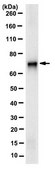Anti-RecQ1 Antibody, clone 5A12.1 clone 5A12.1, from mouse