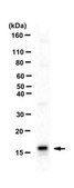 Anti-Histone H2A.X Antibody from rabbit, purified by affinity chromatography