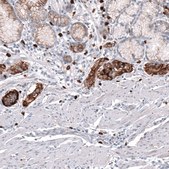 Anti-SLC18A2 antibody produced in mouse Prestige Antibodies® Powered by Atlas Antibodies, clone CL12531, purified by using Protein A, buffered aqueous glycerol solution