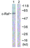 Anti-C-RAF antibody produced in rabbit affinity isolated antibody