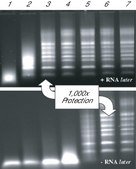 RNAlater® Stabilize and protect RNA with immediate RNase inactivation