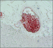 Anti-Mitofusin-2 (N-Terminal) antibody produced in rabbit affinity isolated antibody, buffered aqueous solution