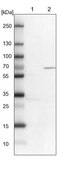 Anti-KIF2A antibody produced in rabbit Prestige Antibodies® Powered by Atlas Antibodies, affinity isolated antibody, buffered aqueous glycerol solution