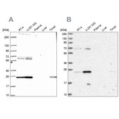 Anti-TFAM antibody produced in rabbit Prestige Antibodies® Powered by Atlas Antibodies, affinity isolated antibody
