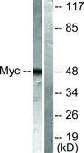 抗-MYC 兔抗 affinity isolated antibody