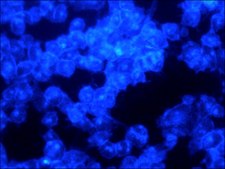 Filipin III from Streptomyces filipinensis ≥85% (HPLC)