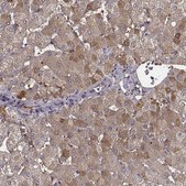 Anti-TF antibody produced in rabbit Ab2, Prestige Antibodies® Powered by Atlas Antibodies, affinity isolated antibody, buffered aqueous glycerol solution