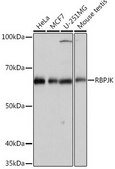 Anti-RBPJK antibody produced in rabbit