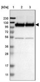 Anti-GRIK2 antibody produced in rabbit Prestige Antibodies® Powered by Atlas Antibodies, affinity isolated antibody, buffered aqueous glycerol solution